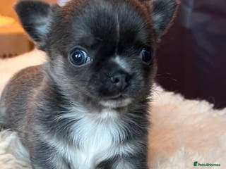 Chihuahua dogs Stunning top quality long haired Chihuahuas - Advert 1