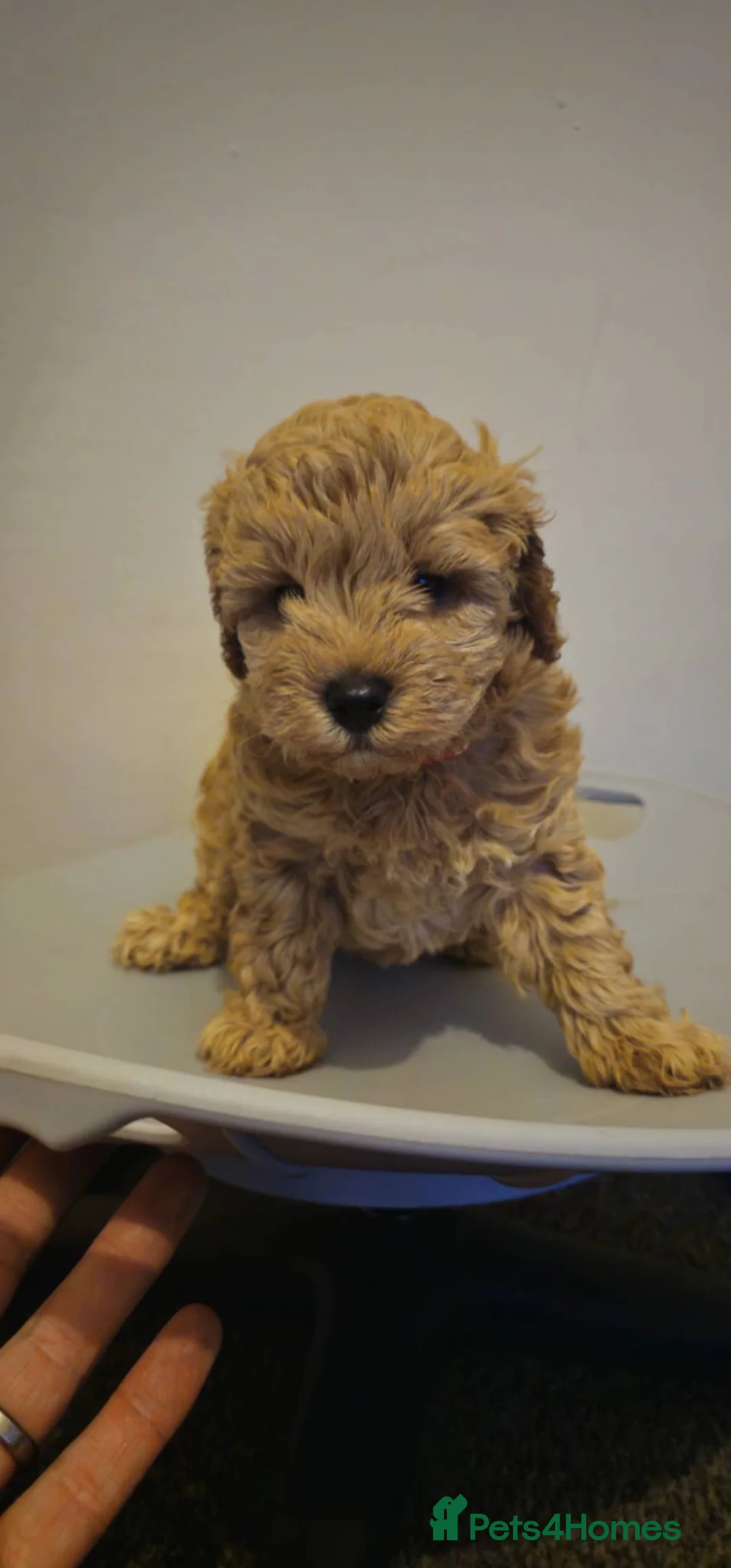 Cavapoo dogs for sale: F1b cavapoos  - Advert 2
