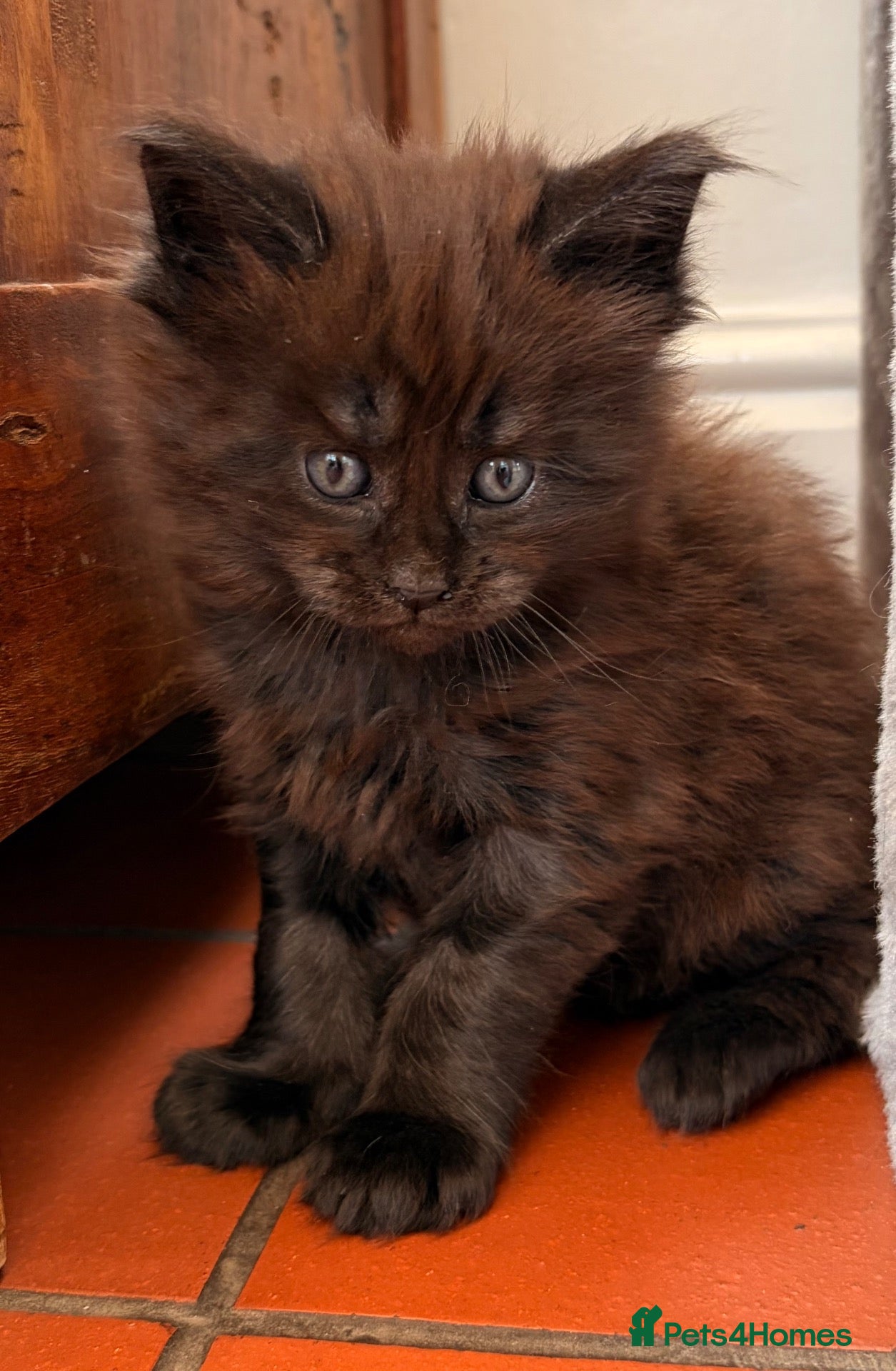 Maine Coon cats Maine coon babies ready to reserve - 2 left - Advert 14