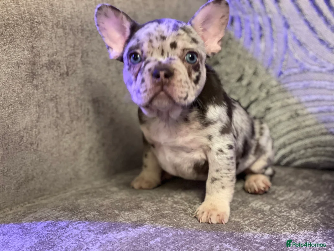 French Bulldog dogs for stud: Champagne Charlie new shade Isabella  in Hastings - Advert 14