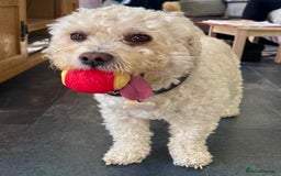 Cavapoo dogs for stud: Gorgeous F1 Cavapoo for stud - Image 13