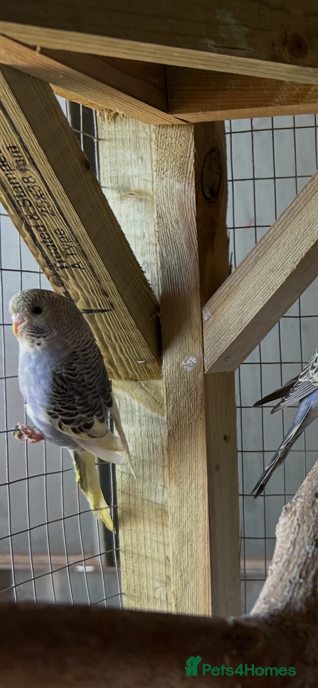 Budgerigars birds for sale: Budgerigar in Staines - Advert 2
