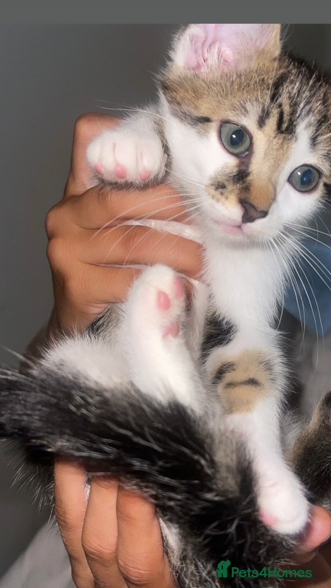 Bengal cats for sale: Blue eyed Bengal kittens in Rickmansworth - Image 6