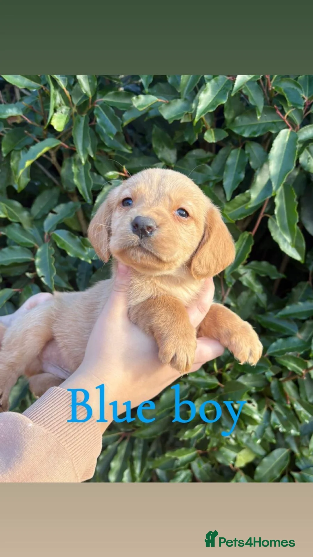 Cockerdor dogs for sale: Labrador x cocker spaniel pups - Advert 2