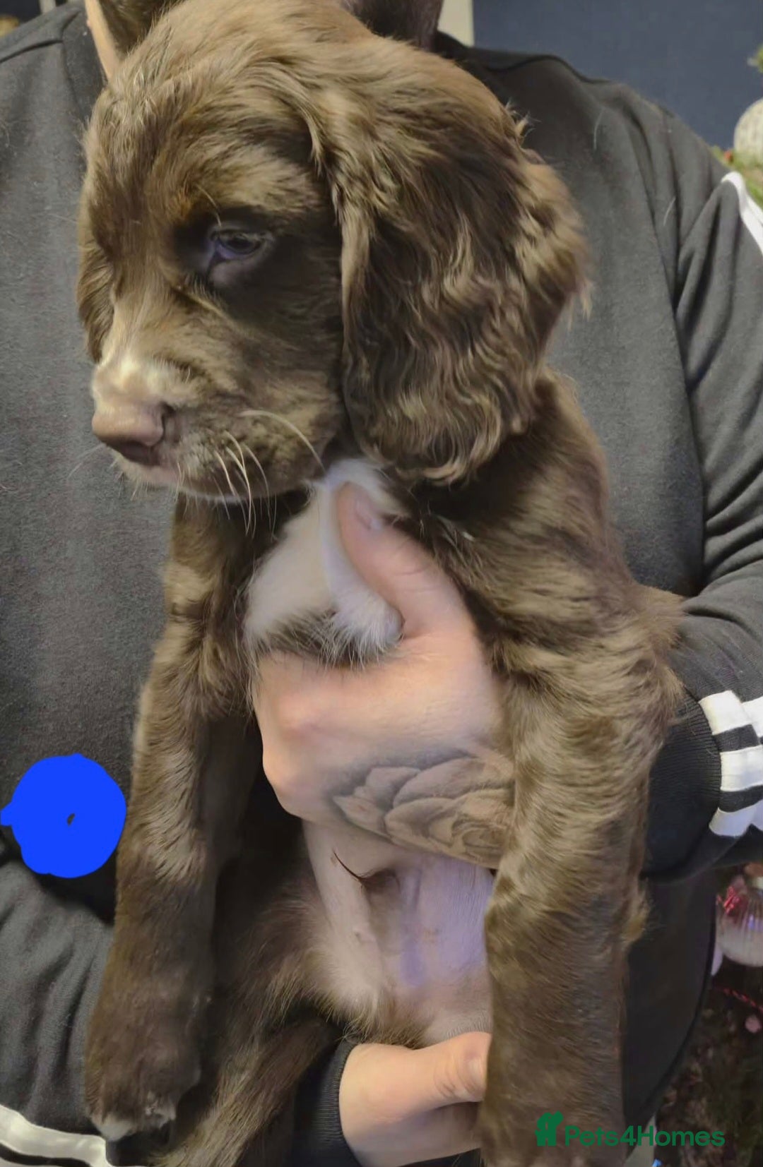 Cocker Spaniel dogs for sale: Stunning Cocker Spaniel puppies for sale - Advert 3