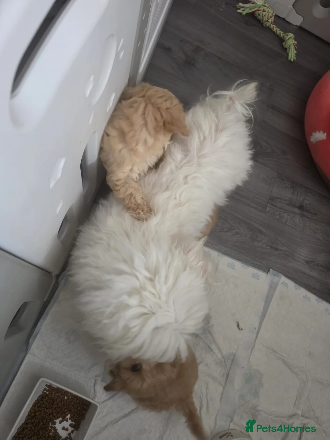 Maltipoo dogs for sale: 3 Gorgeous Asian F1 small Maltipoos in Nuneaton - Advert 2