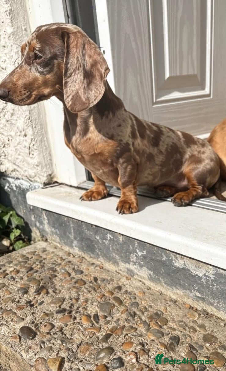 Miniature Dachshund dogs Beautiful Dapple Dachshund Puppy – Mel ❤️ - Advert 1