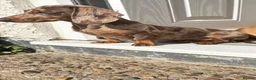 Miniature Dachshund dogs for sale: Beautiful Dapple Dachshund Puppy – Mel ❤️ in Larbert - Advert 1