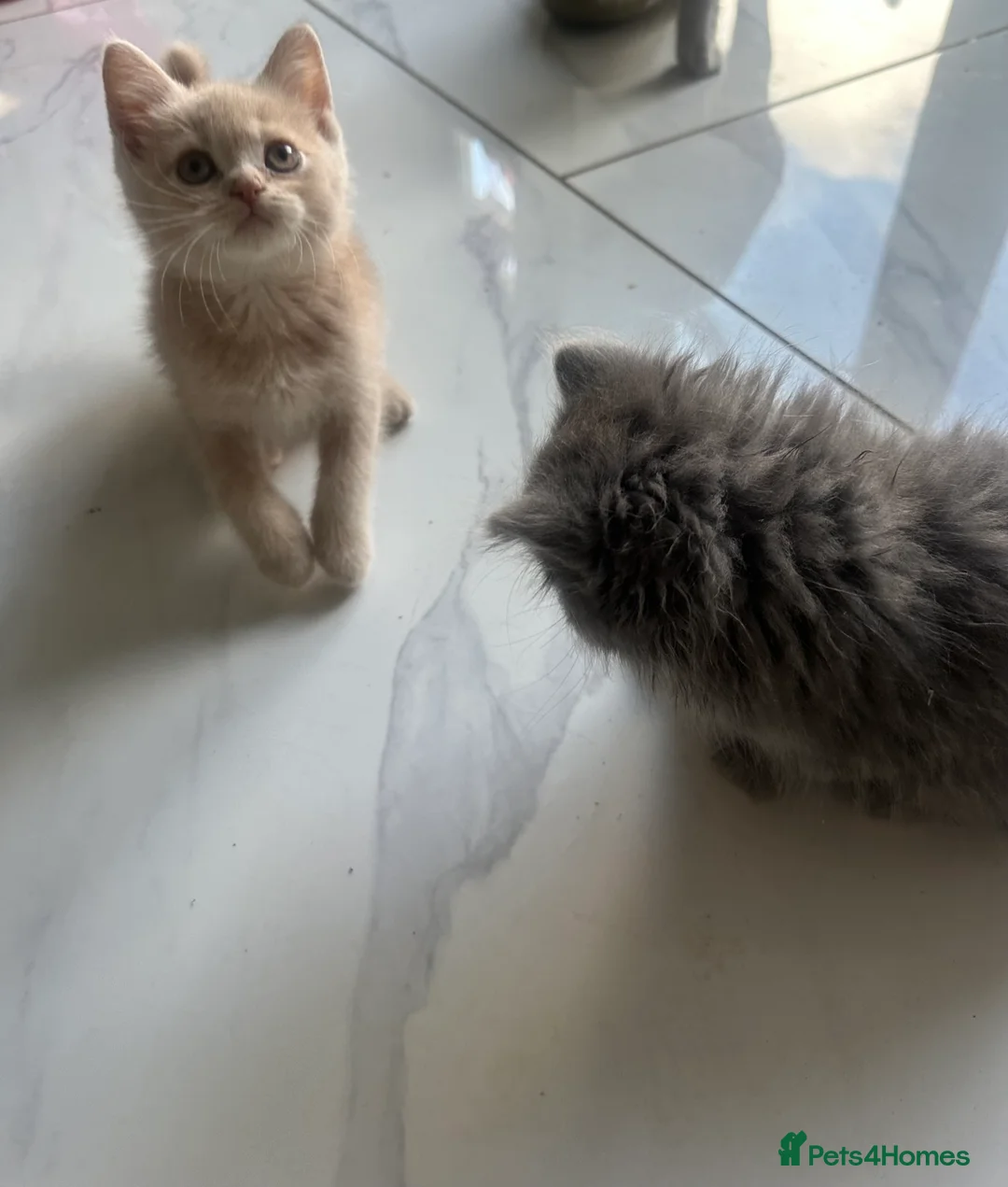 British Shorthair cats for sale: British shorthair and longhair kittens - Advert 2