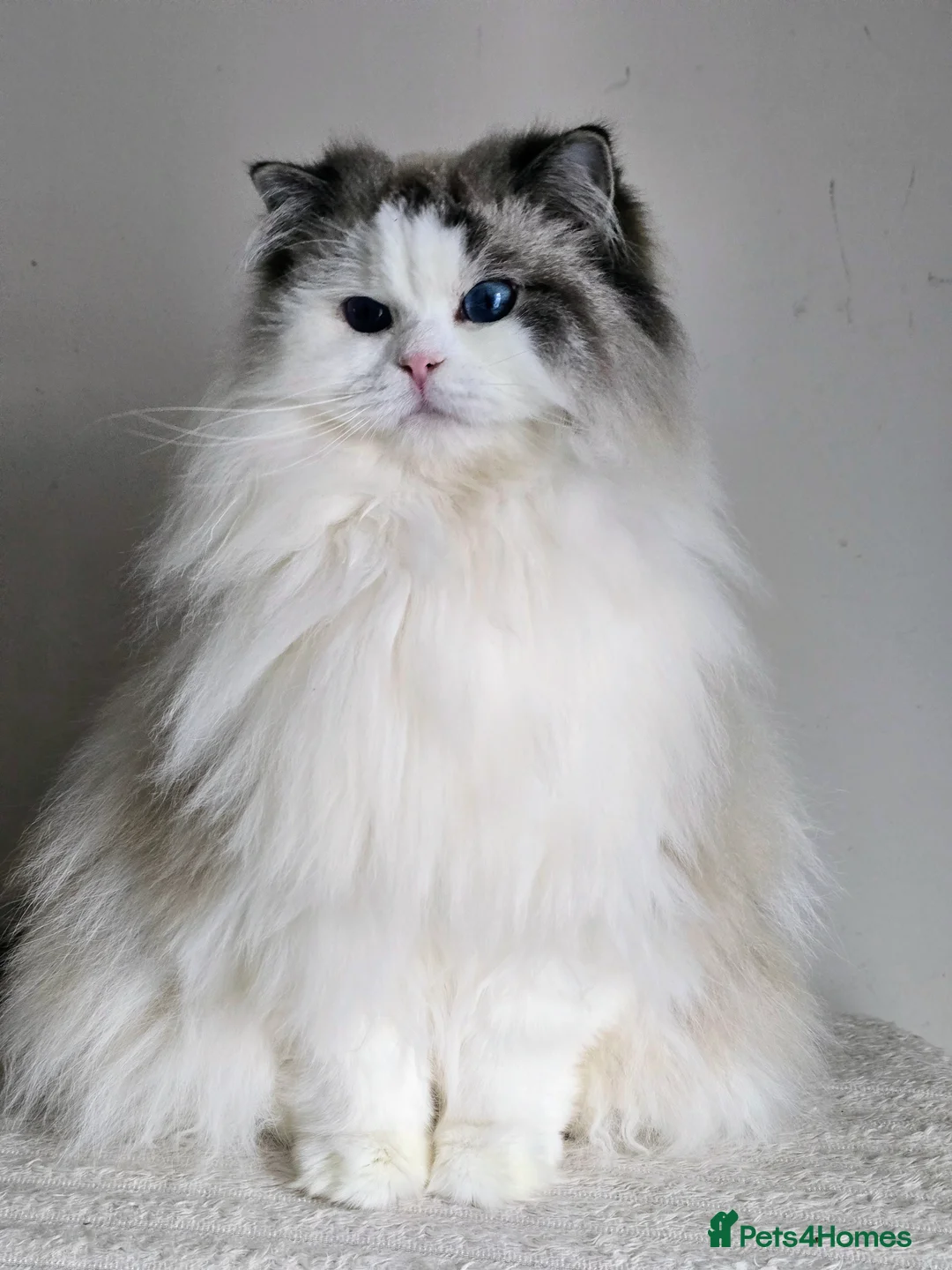 Ragdoll cats for sale: Beautiful Adult Ragdoll Girl  - Advert 1