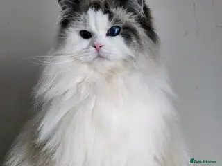 Ragdoll cats Beautiful Adult Ragdoll Girl - Advert 1