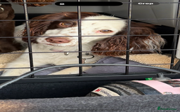 Cocker Spaniel dogs for sale: Working cocker spainel puppies  - Advert 34