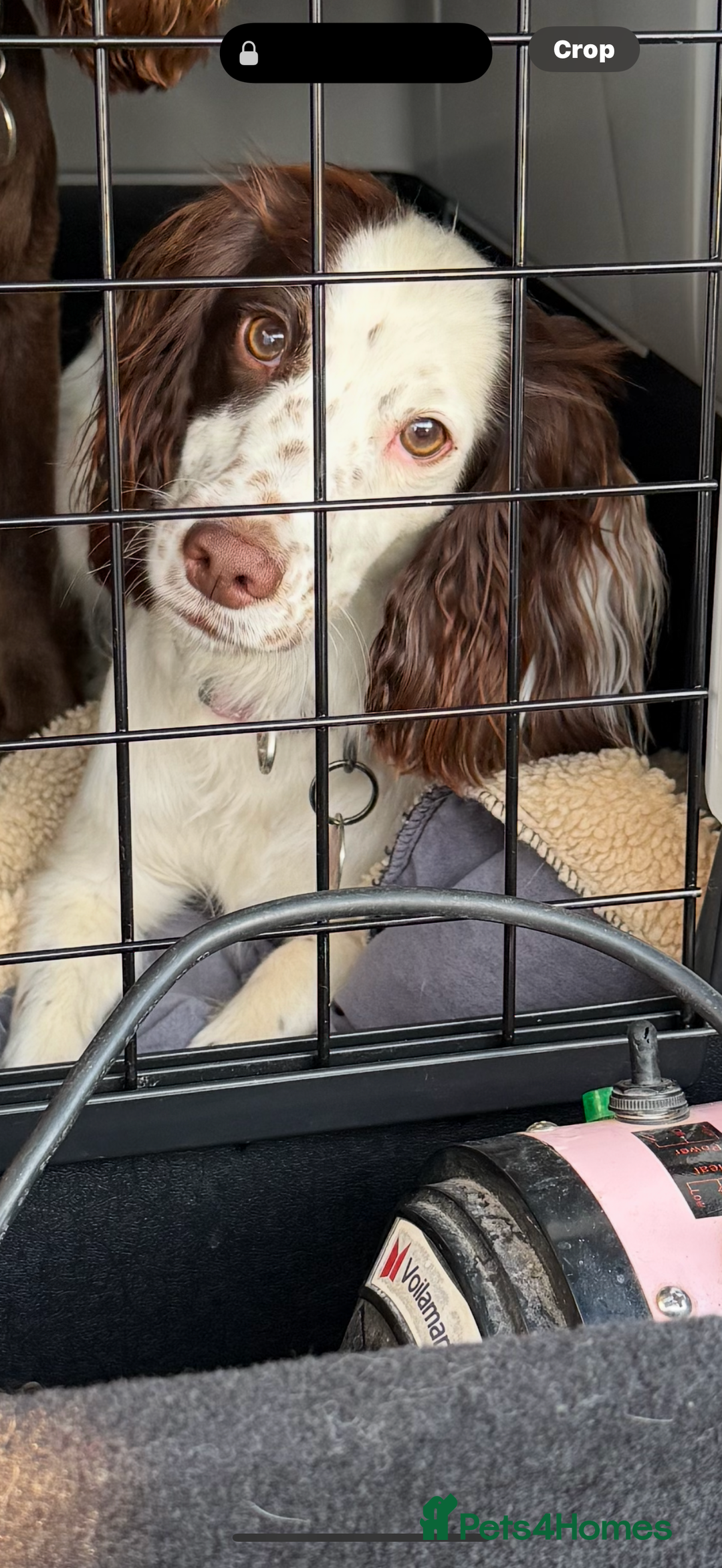 Cocker Spaniel dogs for sale: Working cocker spainel puppies  - Advert 34