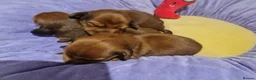 Miniature Dachshund dogs for sale: Pra clear-Beautiful miniature LG Dachshund pupps - Advert 4