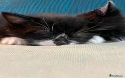 Mixed Breed cats for sale: Gorgeous female  - Image 1