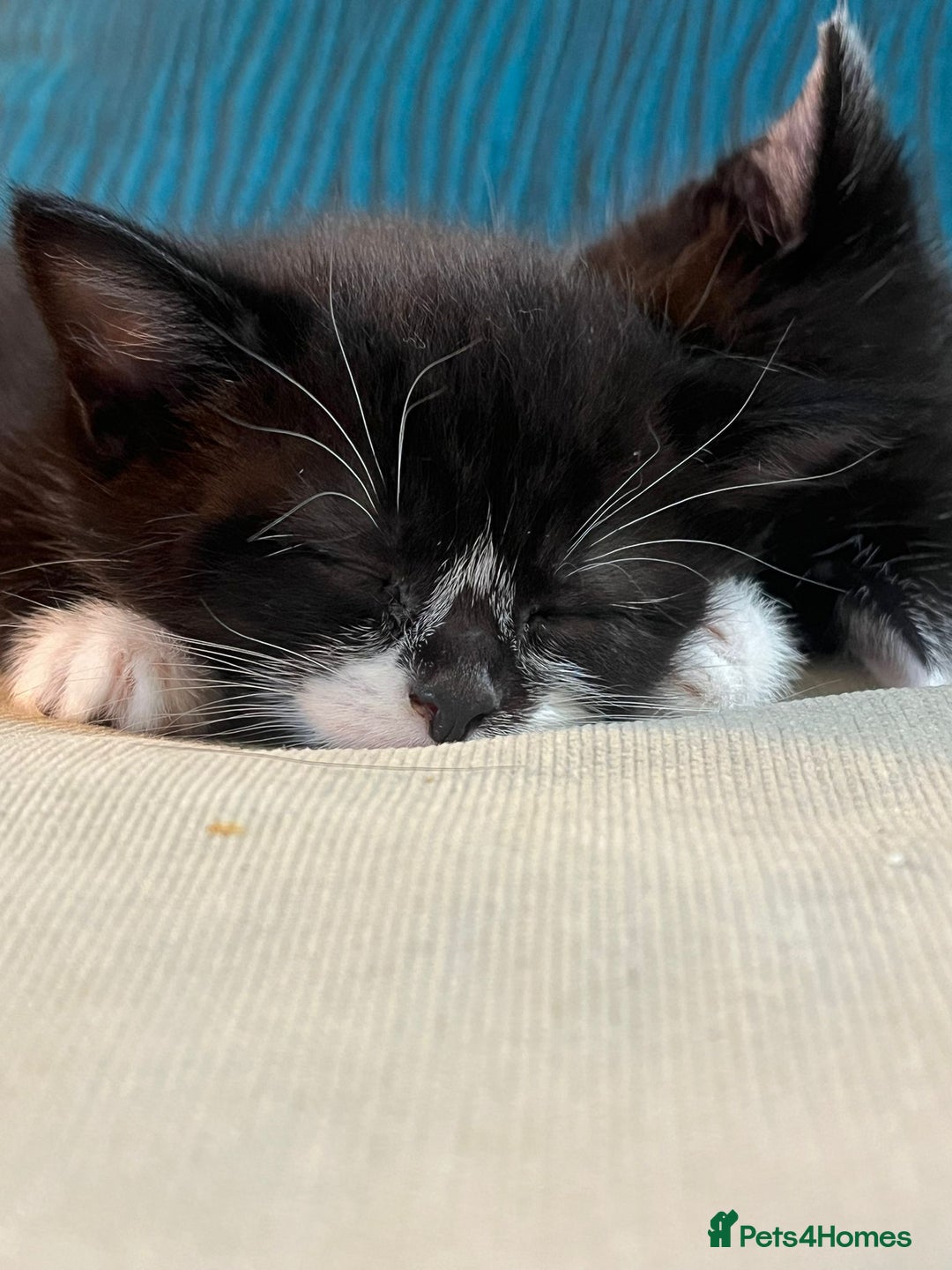Mixed Breed cats for sale: Gorgeous female  - Image 1