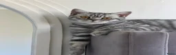 British Shorthair cats for sale: Female British shorthair  - Advert 7
