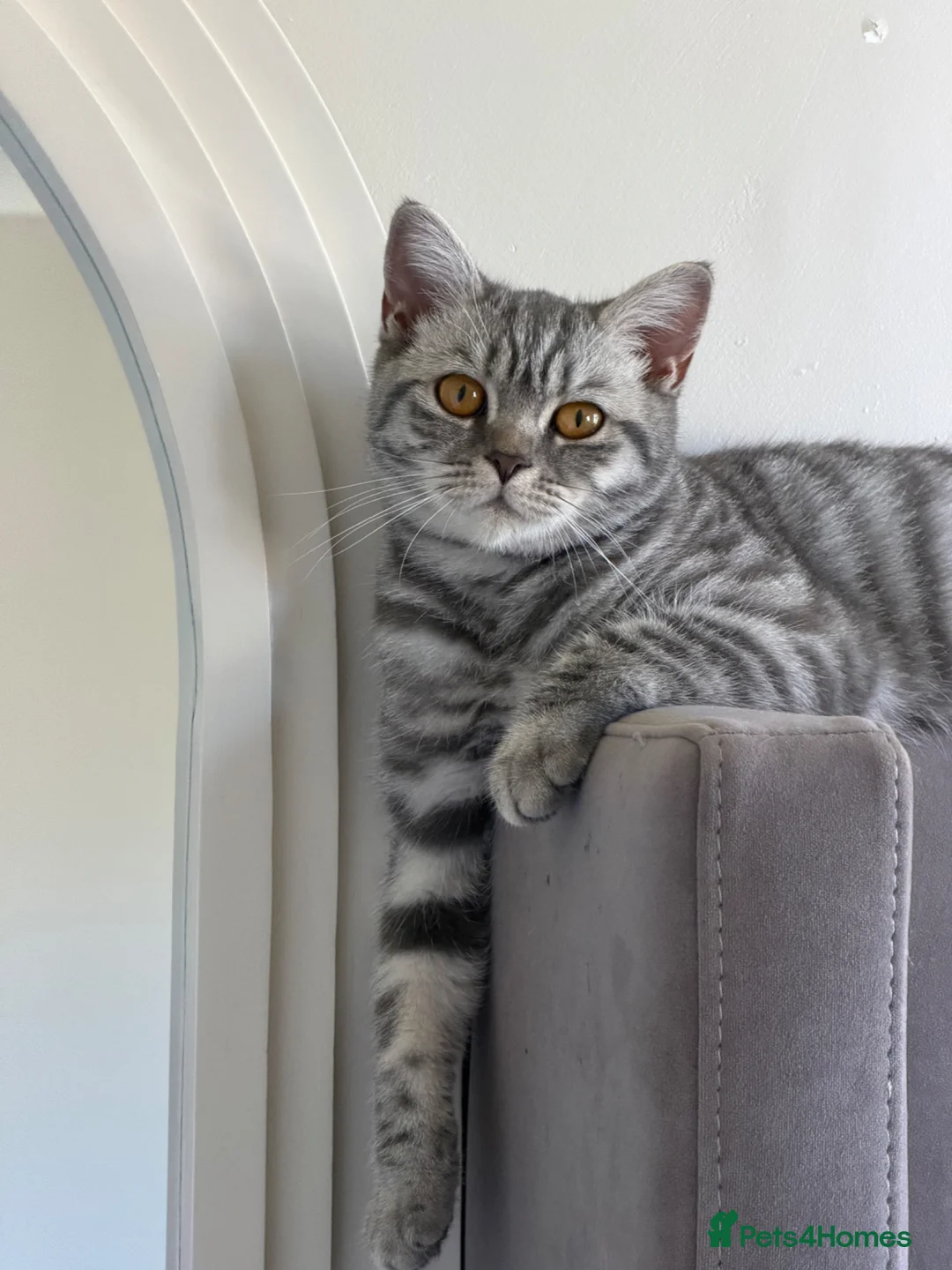 British Shorthair cats for sale: Female British shorthair  - Advert 7