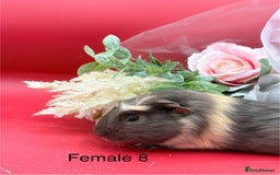 Guinea Pig rodents for sale: Beautiful female guinea pigs  - Image 8