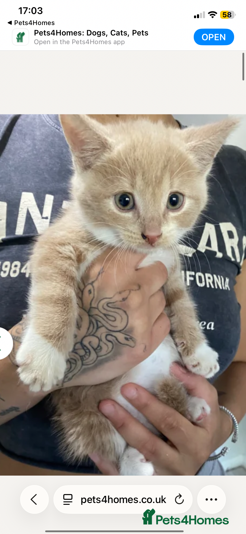Russian Blue cats for sale: Beautiful litter of Mixed Russian blue kittens - Advert 5