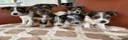 Mixed Breed dogs for sale: Yorkshire terrier X Jack Russell in Harlow - Advert 17