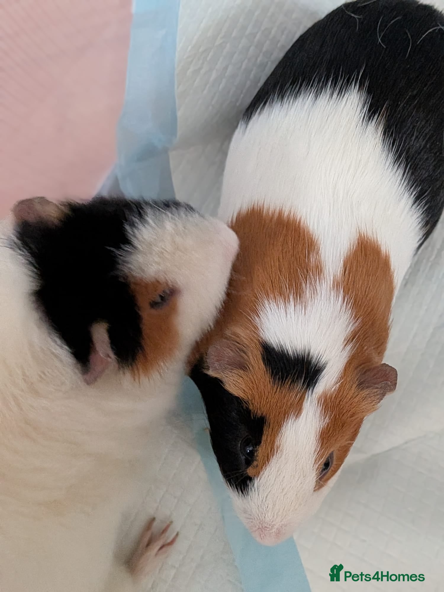 Guinea Pig rodents for sale: 2 Male Guinea Pigs With Hutch - Advert 1