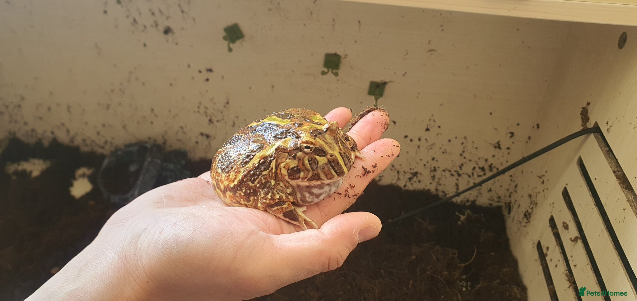 Frog reptiles Pacman Frog with Full Setup - £20 - Advert 8