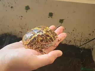 Frog reptiles Pacman Frog with Full Setup - £20 - Advert 8