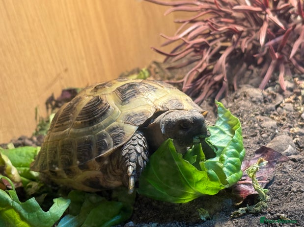 Tortoise reptiles - Advert 1