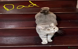 British Shorthair cats for sale: Beautiful British Shorthair Kittens - Ready Now - Advert 16