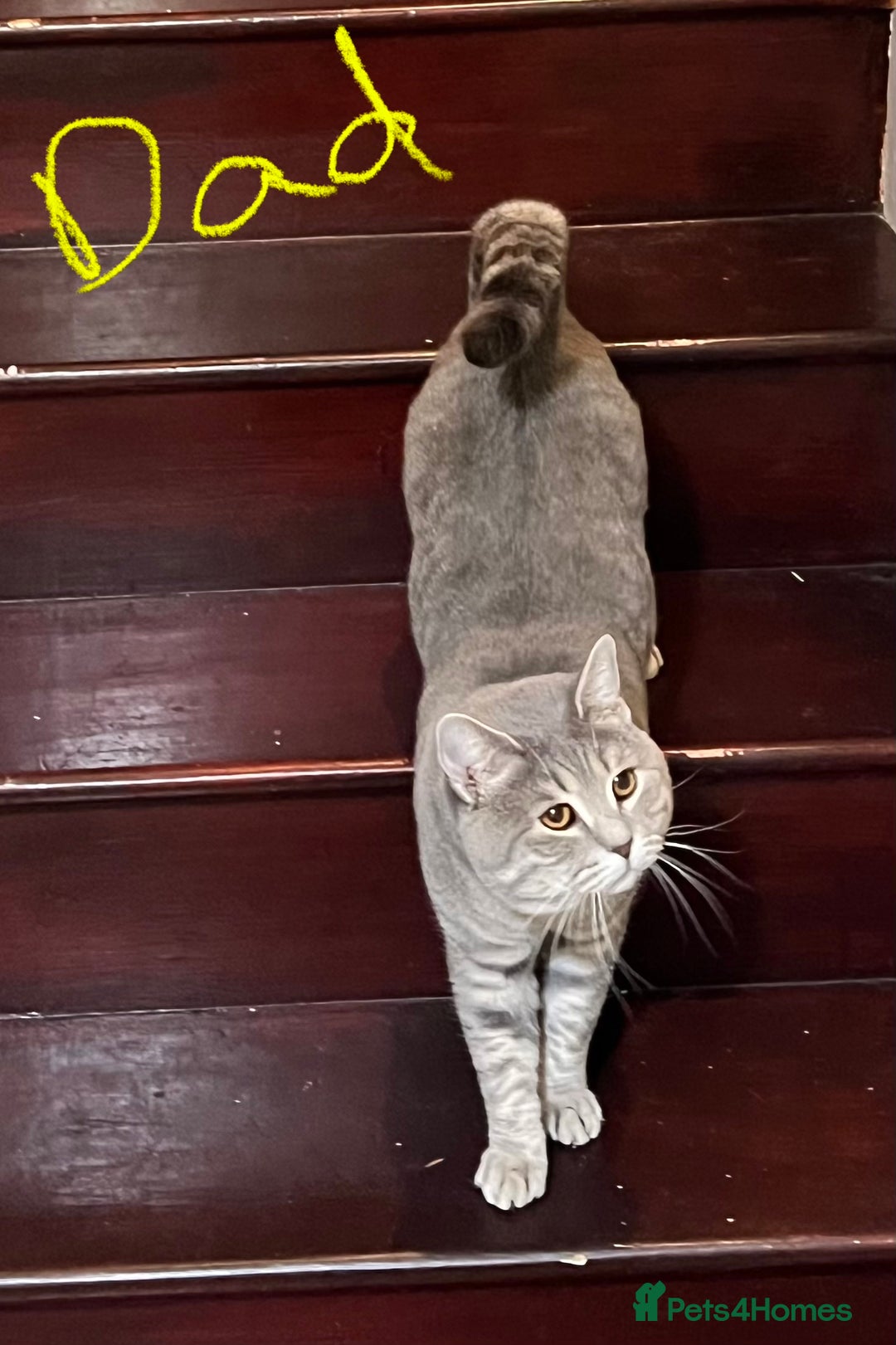 British Shorthair cats for sale: Beautiful British Shorthair Kittens - Ready Now - Advert 16