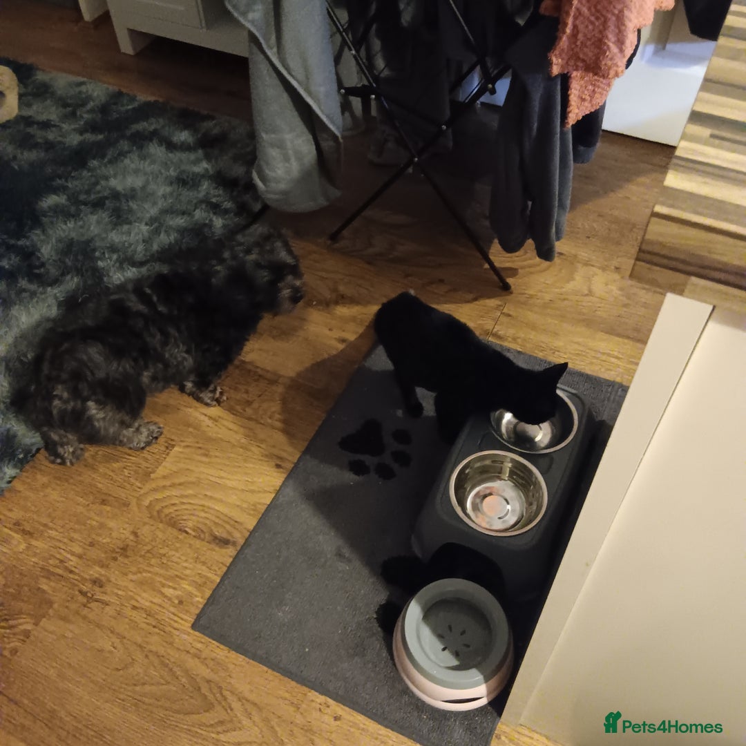 British Shorthair cats for sale: Black kitten approx 5 months - Image 2