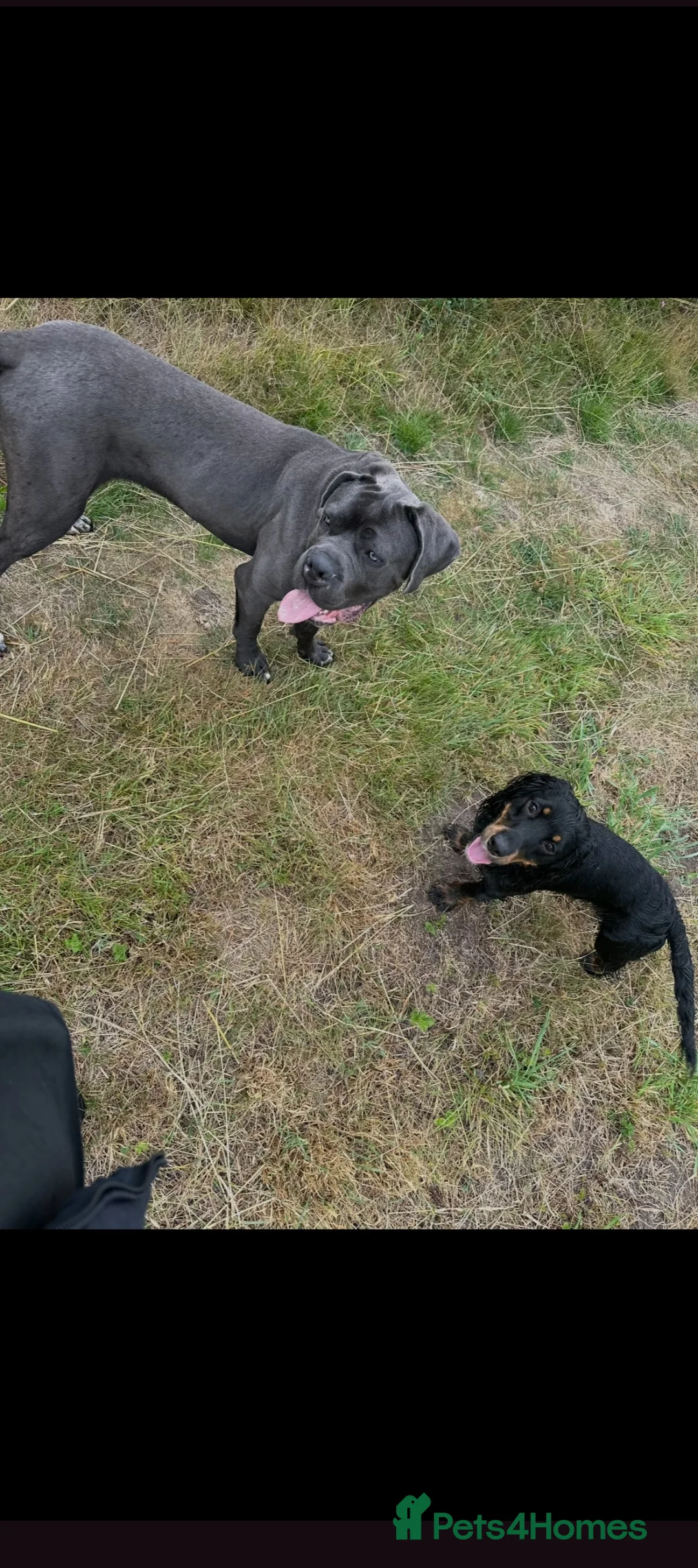 Cane Corso dogs for sale: Beautiful male blue cane corso  - Advert 1