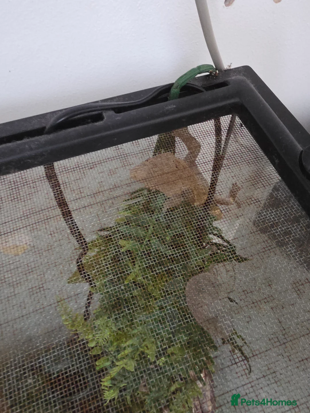 Gecko reptiles for sale: Geeko needs a loving home in Rugby - Advert 1