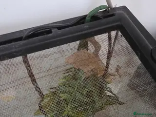 Gecko reptiles Geeko needs a loving home in Rugby - Advert 5