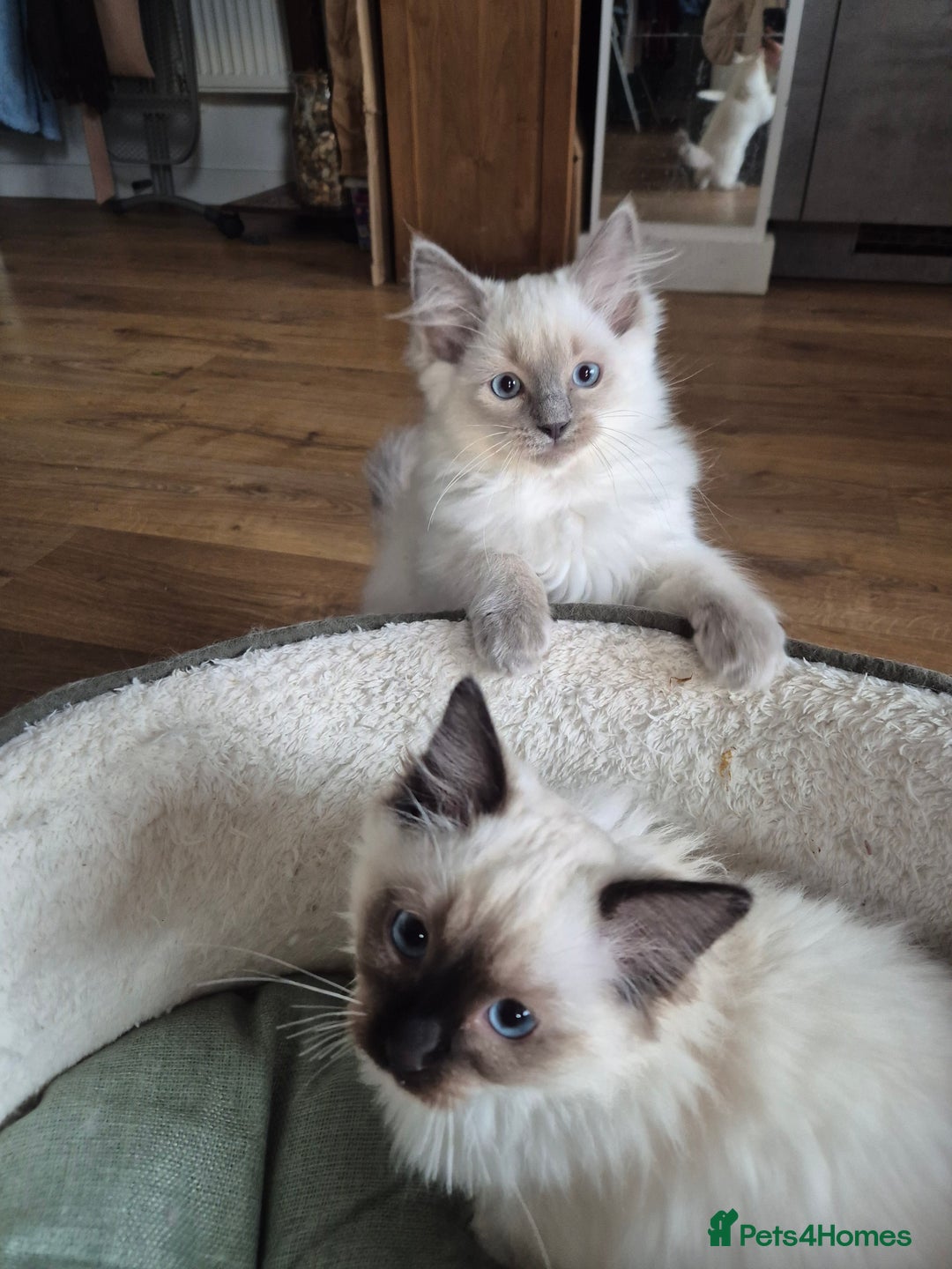 Ragdoll cats for sale: Last Two Blue-Eyed Ragdoll Kittens 💕 - Advert 12