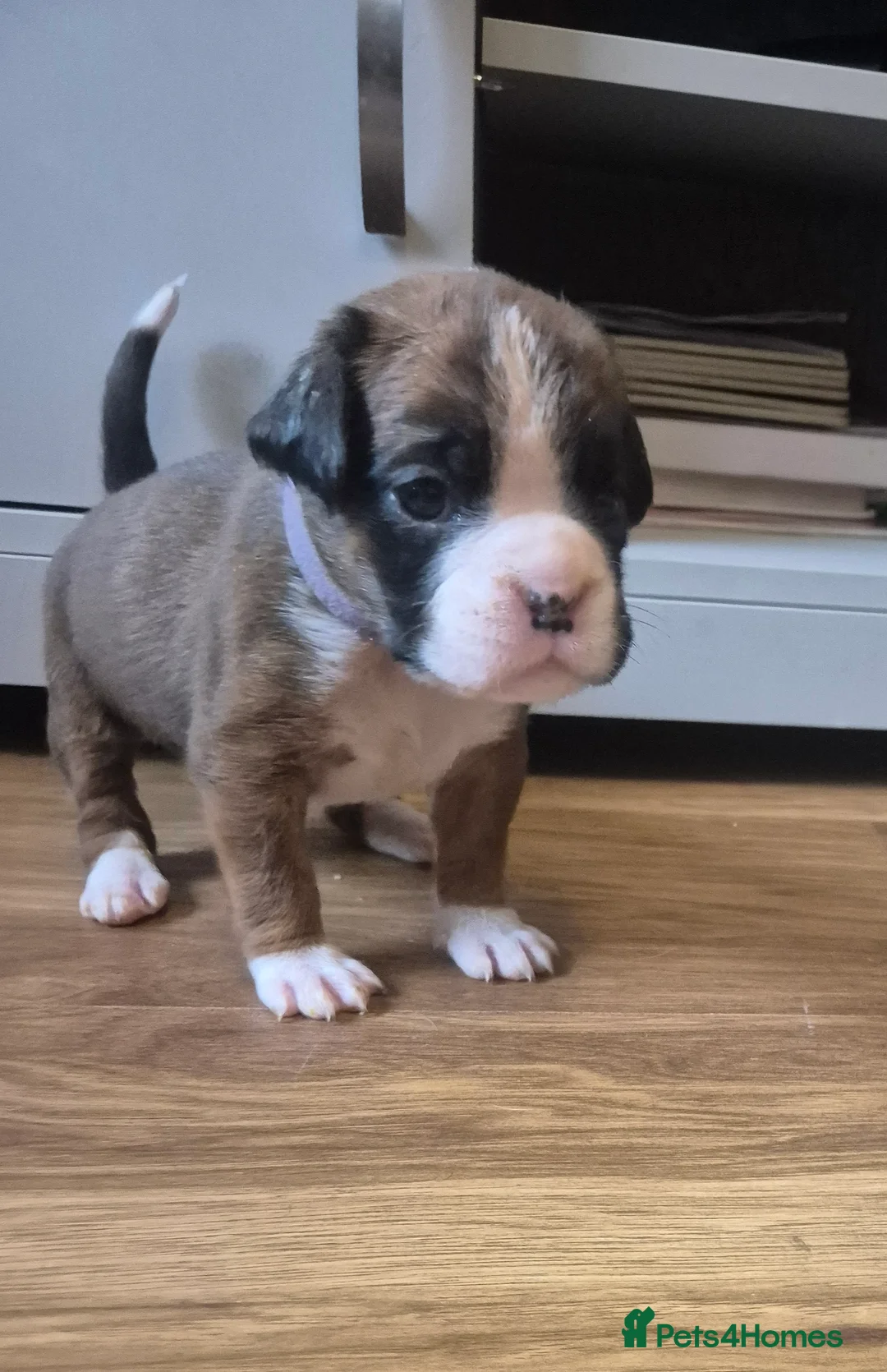 Boxer dogs for sale: STUNNING KC BOXER PUPPIES WITH CHAMPION BLOODLINES - Advert 9