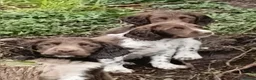 Mixed Breed dogs for sale: Sprocker puppies in Sale - Advert 2