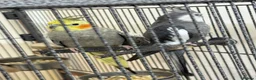 Cockatiels birds for sale: Cocktail couple in London - Advert 2