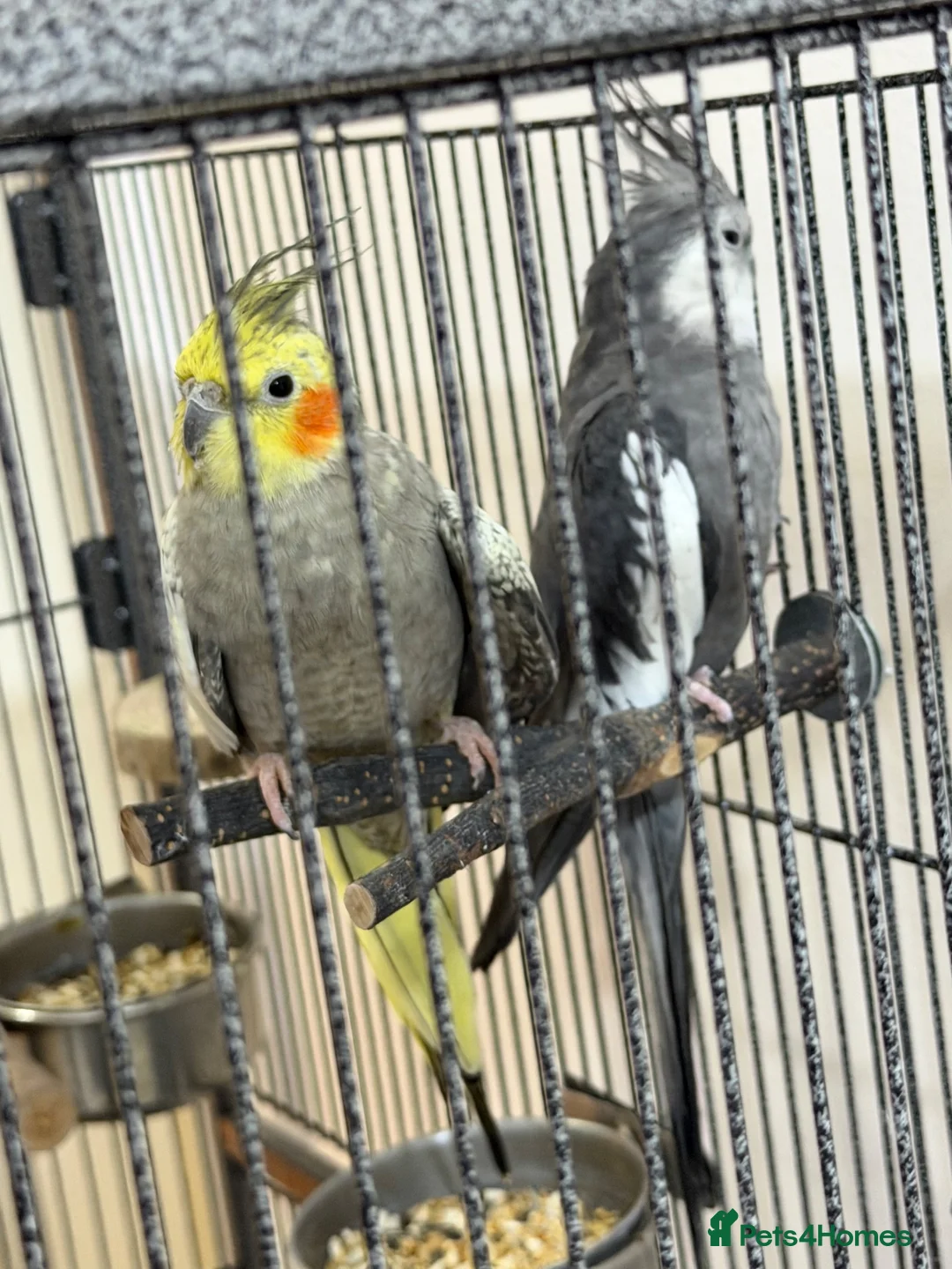 Cockatiels birds for sale: Cocktail couple in London - Advert 2