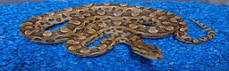 Boa Snake reptiles for sale: Argentina Rainbow Boa's - Advert 5