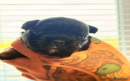 French Bulldog dogs for sale: Fluffy | Pink carrier | French Bulldogs - Image 3