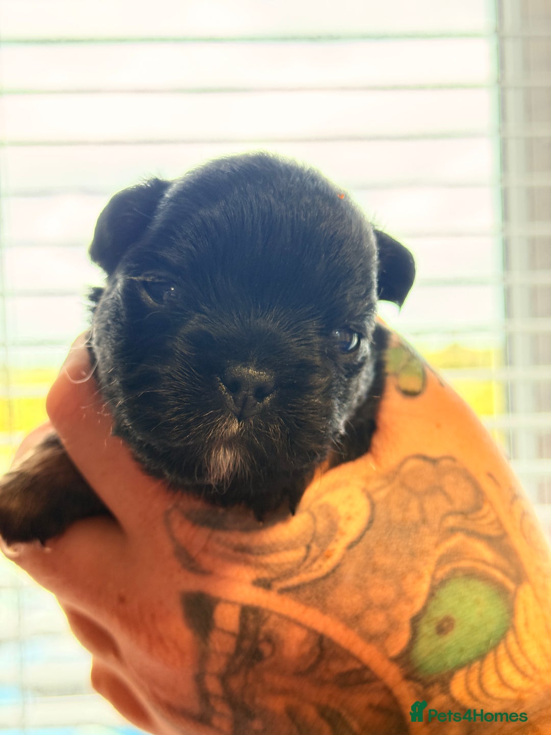 French Bulldog dogs for sale: Fluffy | Pink carrier | French Bulldogs - Image 3