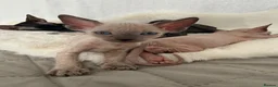 Sphynx cats for sale: Stunning sphinx kittens  - Advert 28