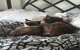 Ragdoll cats for sale: Male and female ragdoll lifelong couple - Image 1
