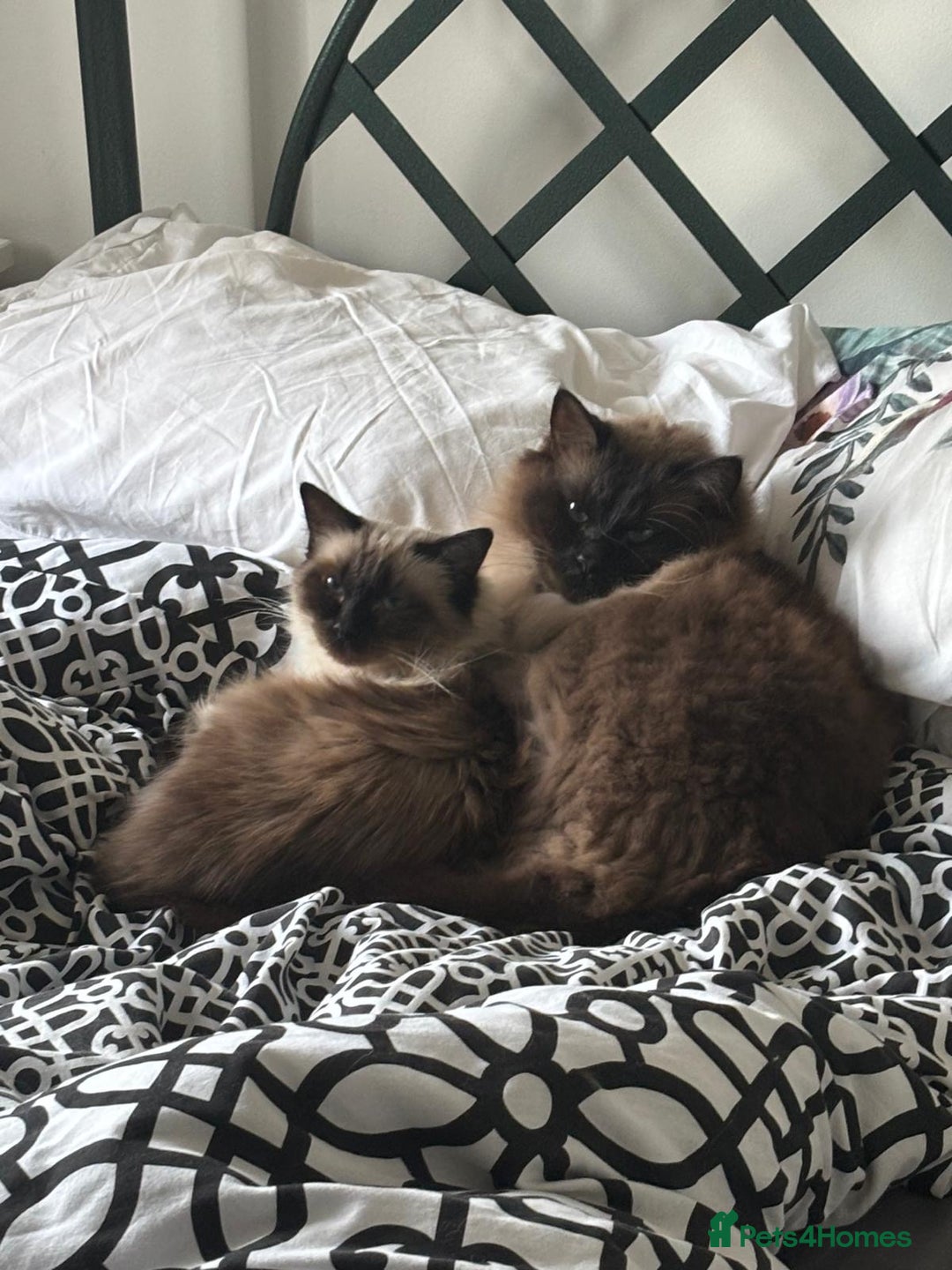 Ragdoll cats for sale: Male and female ragdoll lifelong couple - Image 1
