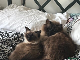 Ragdoll cats - Advert 12