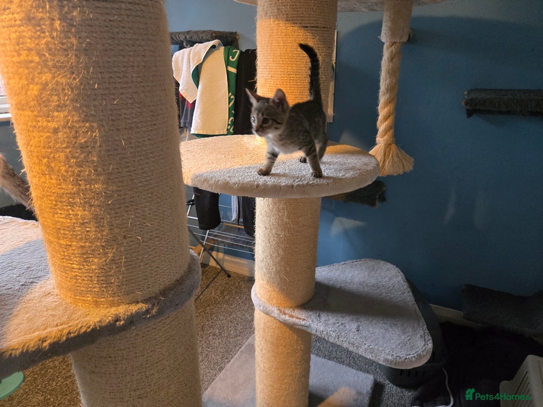 Savannah cats for sale: Gorgeous wee Savannah female (SBT) - Image 7