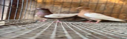 Pigeons birds for sale: IMPORTED IRANIAN SINEH PIGEONS - Advert 12
