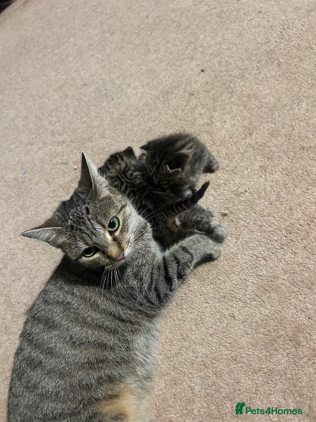 Mixed Breed cats for sale: Beautiful kittens  - Image 2